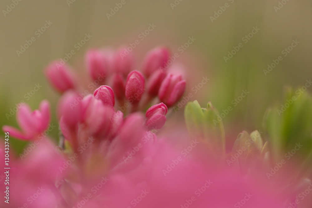 Fototapeta premium fiore di stecco
