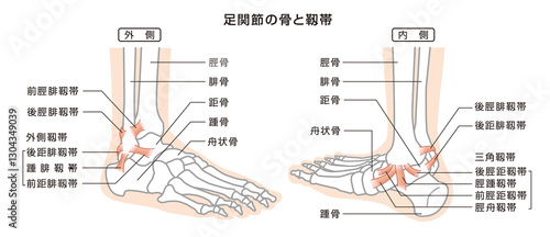 足関節の骨と靱帯　構造イラスト図