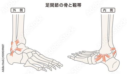 足関節の骨と靱帯　構造イラスト図
