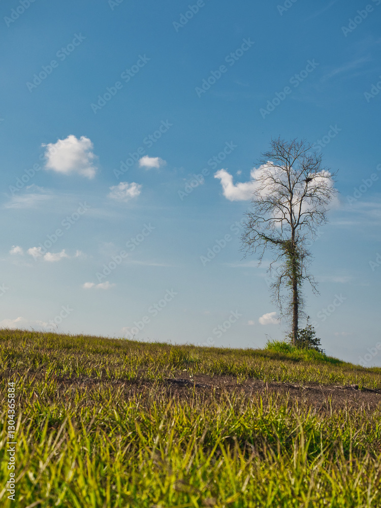 Trees, green fields in the countryside, daytime Trees, green fields in the countryside, daytime