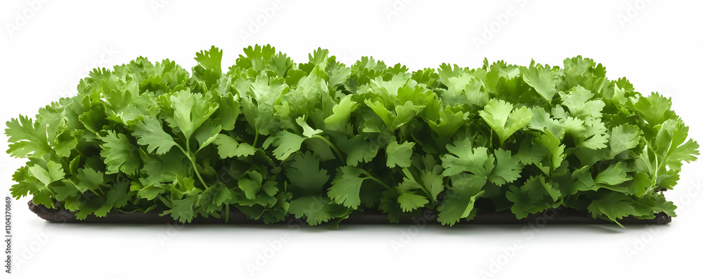 Obraz premium Fresh cilantro bunch, white background, food