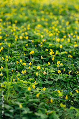Pinto peanut or Arachis pintoi blooming covering the green and yellow field.