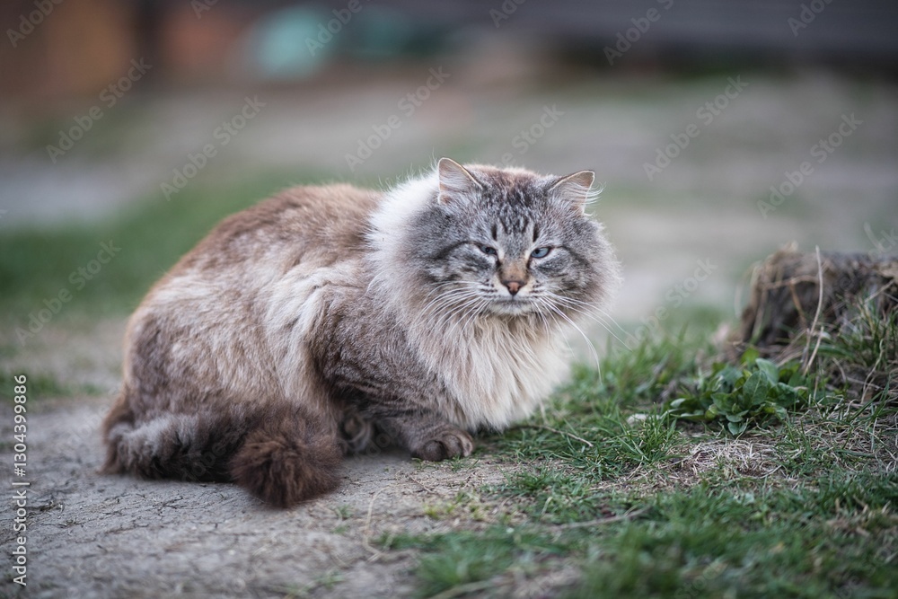 Fluffy cat with blue eyes sitting on grass. Fluffy cat with blue eyes sitting on grass.