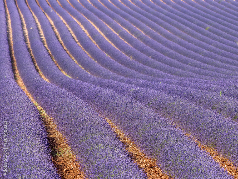 Fototapeta premium ripples in a lavender field on the Valensole plateau in Provence, France