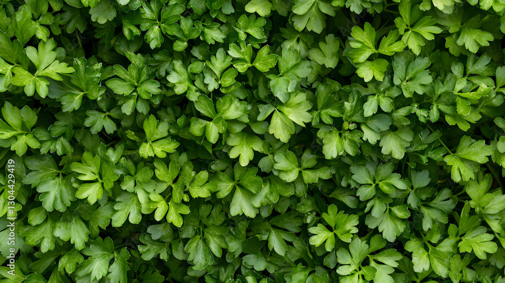 Fresh parsley leaves arranged evenly on a white surface, with their vibrant green color and fine details clearly visible. Fresh parsley leaves arranged evenly on a white surface, with their vibrant green color and fine details clearly visible.