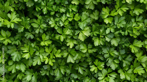 Wallpaper Mural Fresh parsley leaves arranged evenly on a white surface, with their vibrant green color and fine details clearly visible. Torontodigital.ca