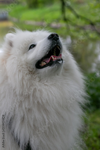 Wallpaper Mural A beautiful Samoyed dog with an open mouth is sitting, river in the background Torontodigital.ca