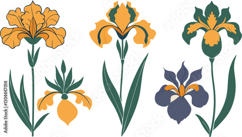 Decorative iris flower vector illustration pack with detailed orange and purple petals