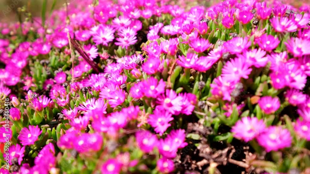 Breeze blowing over pink carpet of Delosperma iceplant flowers in bloom Breeze blowing over pink carpet of Delosperma iceplant flowers in bloom