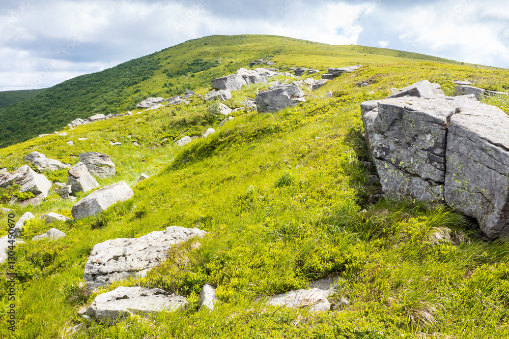 landscape with rocks among the grass on the hillside. beautiful destination for wilderness tourism. sunny day. scenery of carpathian mountain range in summer. vacation season. meadow on the hill top