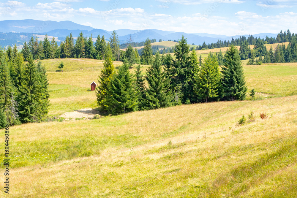 coniferous forest on the grassy hillside. beautiful travel destination. sunny day. carpathian mountain landscape on ukraine in summer. scenery on borzhava ridge. remote ukrainian highland region