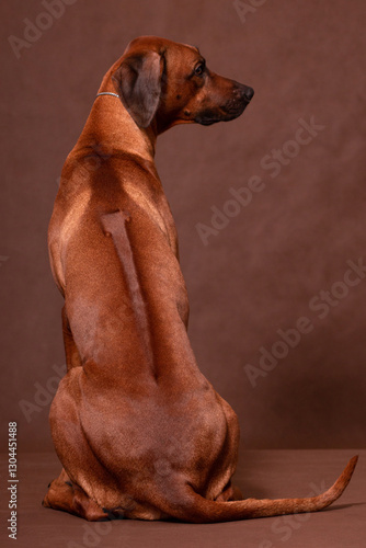 Rhodesian Ridgeback sitting with his back on a brown background