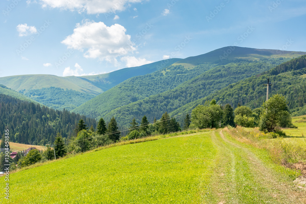 grassy field on the hill. beautiful view of carpathian alps. mountainous countryside landscape on a sunny day in summer. podobovets valley in transcarpathia, ukraine. wonderful alpine highland