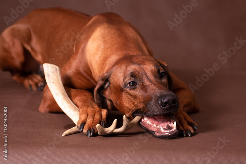 Rhodesian Ridgeback lying and nibbling on a deer antler