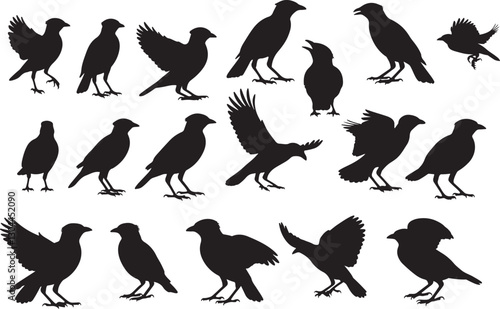 Myna Silhouettes