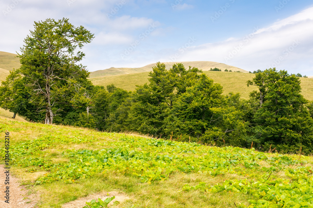 primeval beech forest on the hillside. scenery of svidovets ridge. mountain landscape in late summer afternoon