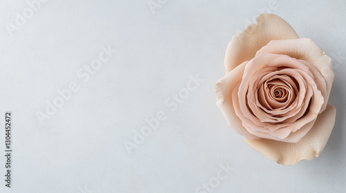Elegant Rose: A single, cap...