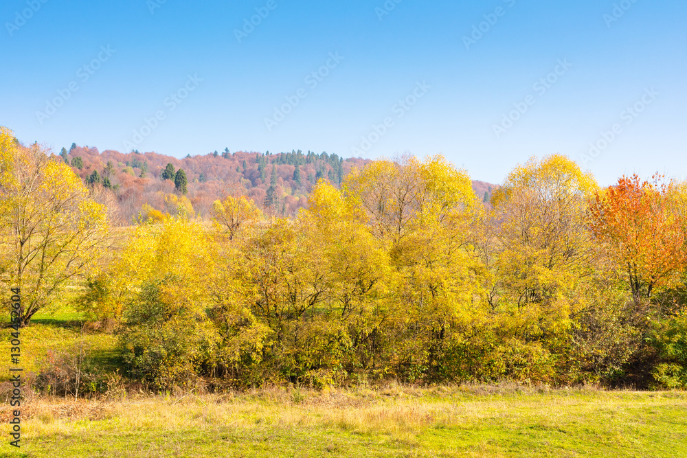 landscape with trees on the hill in autumn. golden october. mountainous countryside in fall colors on a sunny day. pasture near forest