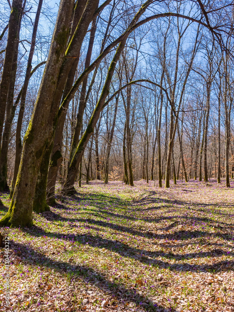 scenery with forest glade with crocus flowers. sunny day in spring. picturesque destination travel of transcarpathia