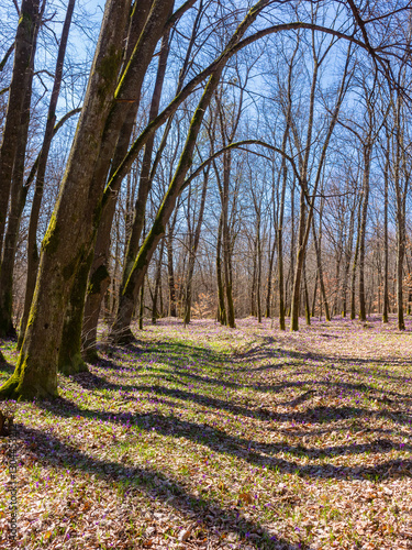 Obraz na płótnie scenery with forest glade with crocus flowers. sunny day in spring. picturesque destination travel of transcarpathia w salonie