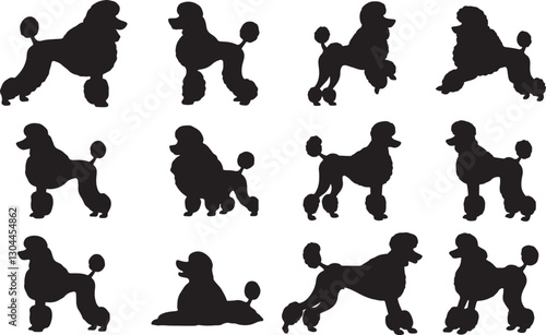 Poodle Silhouette on White Background