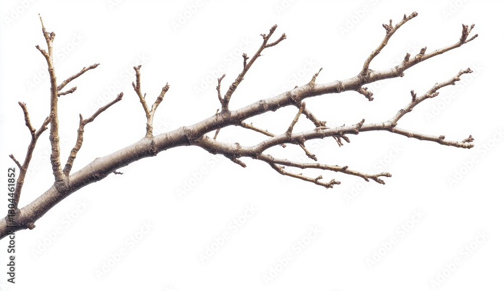 Bare Branches on White Background Bare Branches on White Background