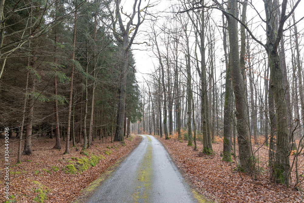 Forest road on a foggy day in early spring