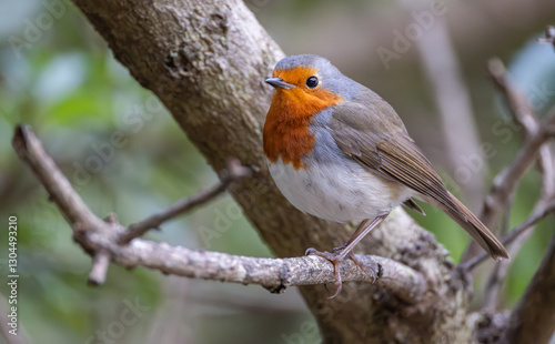 European robin (Erithacus rubecula superbus) Tenerife subspecies close-up portrait photo