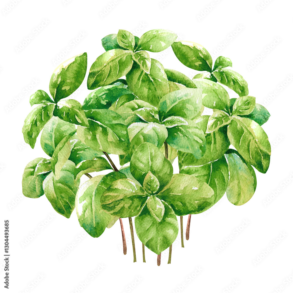Fresh green basil sprigs watercolor painted isolated on white background illustration for planting Fresh green basil sprigs watercolor painted isolated on white background illustration for planting