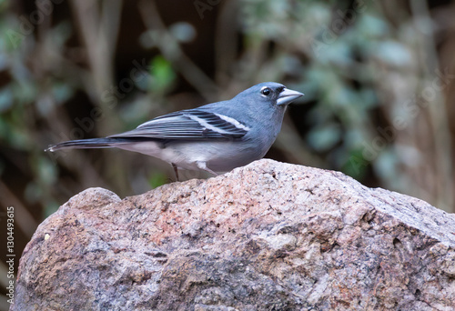 Gran Canaria blue chaffinch (Fringilla polatzeki) on a rock during the evening. Rare blue endemic bird with population of 400 individuals perched.