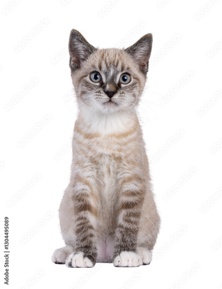 Expressive house cat kitten, with tabby point pattern, sitting up facing front. Looking straight to camera. Isolated cutout on a transparent background. Expressive house cat kitten, with tabby point pattern, sitting up facing front. Looking straight to camera. Isolated cutout on a transparent background.
