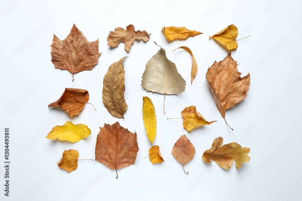 Various autumn leaves on white background Various autumn leaves on white background