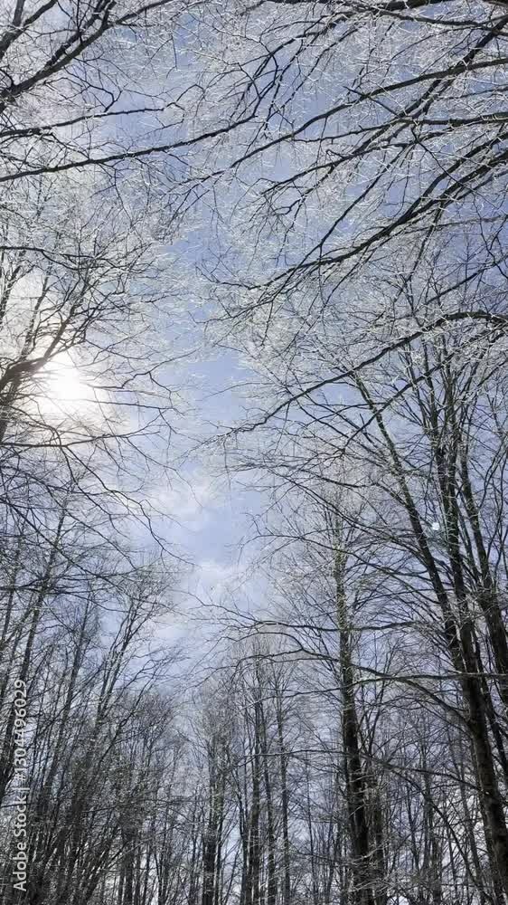 Video documentation of a windy day in a forest Video documentation of a windy day in a forest