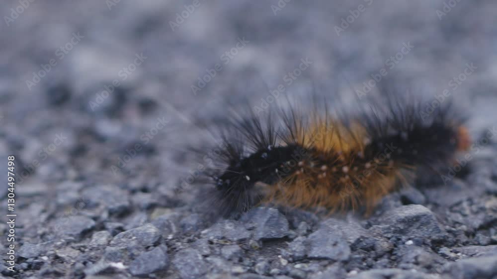 Close-up shot of a hairy caterpillar crawling on rough asphalt, showcasing its vibrant colors Close-up shot of a hairy caterpillar crawling on rough asphalt, showcasing its vibrant colors