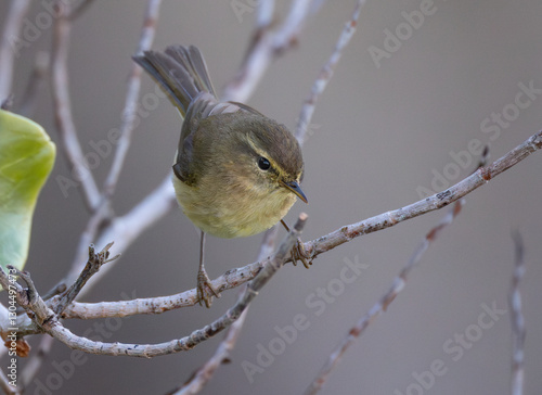 Canary Islands chiffchaff (Phylloscopus canariensis) perched on a dry stick in Tenerife, eye-contact with the camera, beautiful bird in nature.