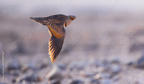 Black-bellied sandgrouse (Pterocles orientalis) flying over the desert of Fuerteventura island in the Canary Islands, Spain.