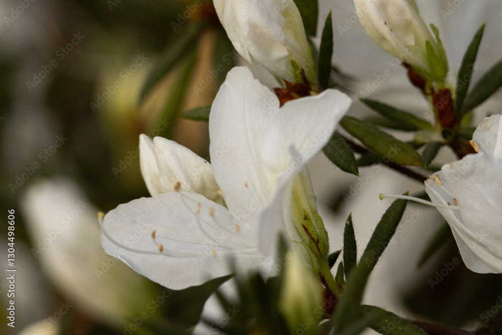 Fototapeta premium snowdrop flower in the snow