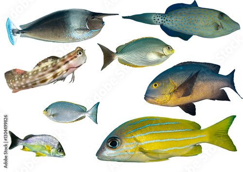 Tropical Reef Fish Collection - Isolated PNG with Transparent Background