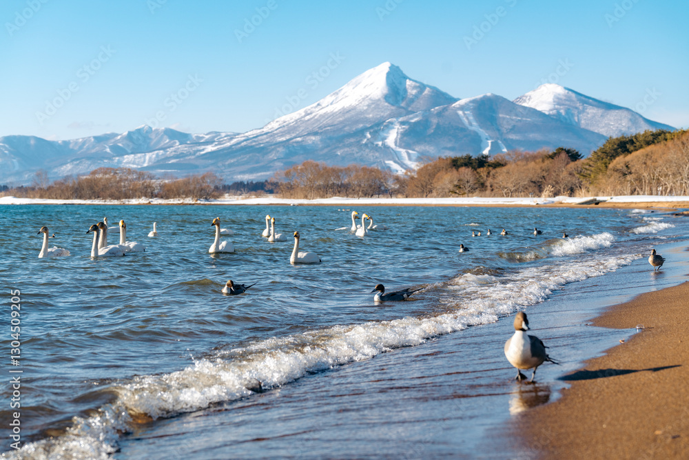 Swans and ducks on Lake Inawashiro, Japan, winter scene