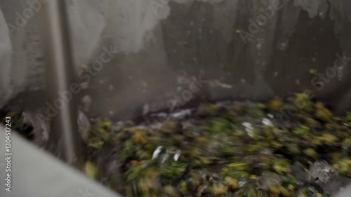 Washing Pink Rose Cannabis Flower For Ice Water Hash