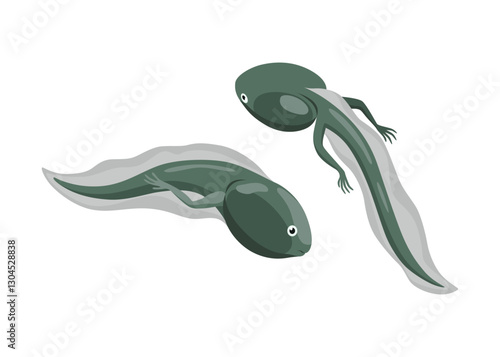 Frog life cycle stage. Tadpole. Wild water animal, development toads. Amphibian illustration. Hand drawn colorful diagram on white background