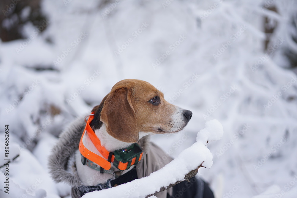 Beagle dog sitting in a winter forest, wearing warm outfit and a collar Beagle dog sitting in a winter forest, wearing warm outfit and a collar