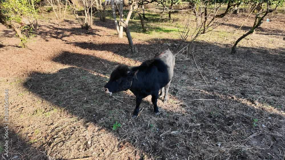 Curious Young Black Calf Grazing on Rural Farm with Green Meadow and Trees. Curious Young Black Calf Grazing on Rural Farm with Green Meadow and Trees.