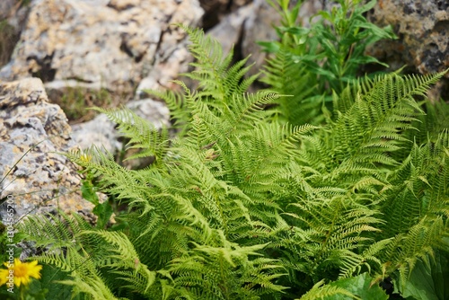 Wild ferns near the rocks. A relict plant photo