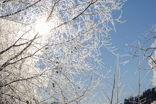 Wallpaper Mural trees covered in frost on a sunny winter day Torontodigital.ca
