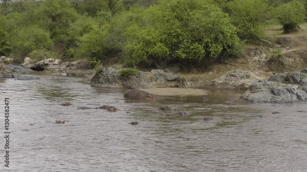 A hippo partially submerged in a Serengeti river, with only its eyes and ears visible above the water with rest of bloat pod herd A hippo partially submerged in a Serengeti river, with only its eyes and ears visible above the water with rest of bloat pod herd