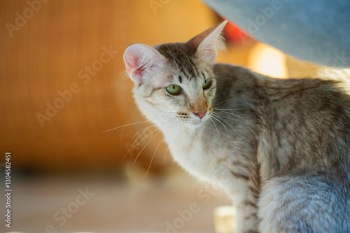 Fotografía Orientalisch Langhaar Katze in ihrem Zuhause