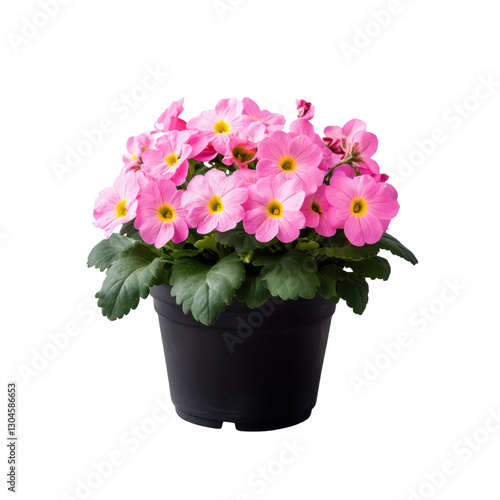 Wallpaper Mural Colorful primula flowers bloom vibrantly in a pot, highlighting the essence of spring with their pink petals and lush green leaves. Torontodigital.ca