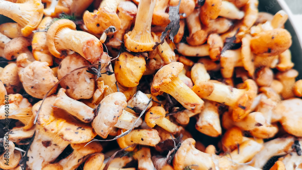 Mushroom Background. Chanterelles mushrooms just picked in the forest Mushroom Background. Chanterelles mushrooms just picked in the forest