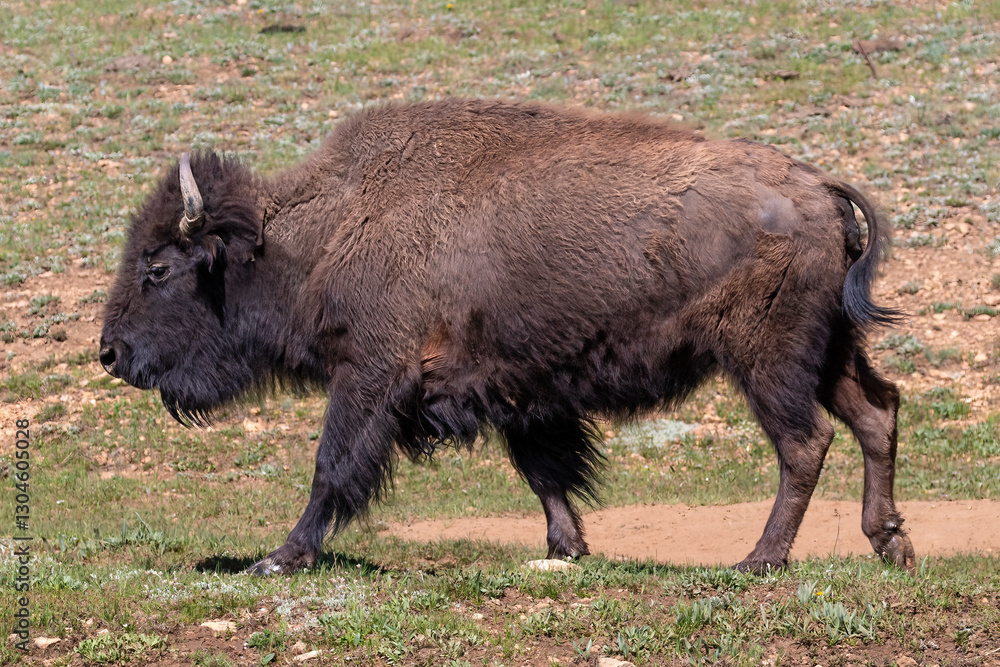 American plains bison (Bison bison) walking through a meadow at Grand Canyon's North Rim.
American plains bison (Bison bison) walking through a meadow at Grand Canyon's North Rim.